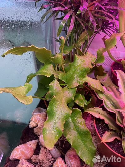 Папоротники тайланд и голландия