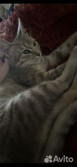 Котенок ищет дом