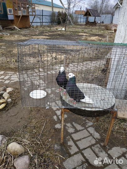 Продажа голубь