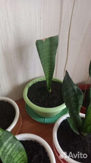 Сансевиерия