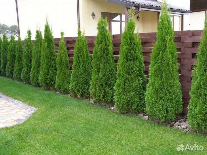 Туя Смарагд