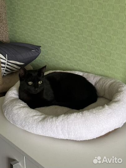 Кошечка Бельмоша ищет дом