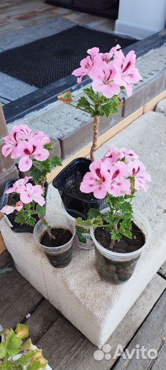 Королевская пеларгония