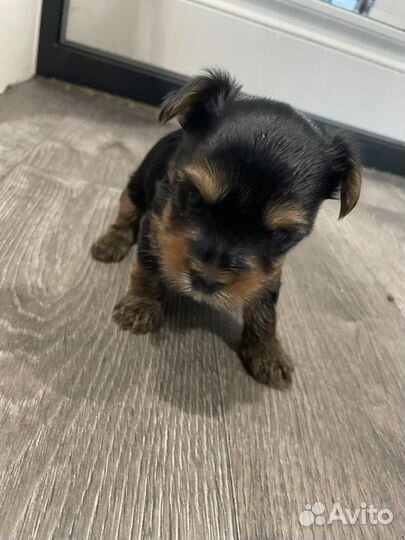 Йоркширский терьер девочка