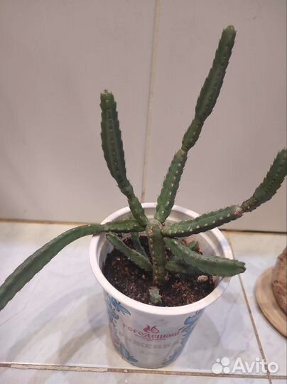 Суккулент, стапелия, бегония, молочай