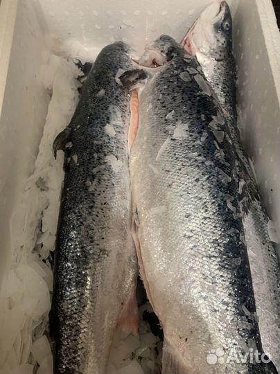 Лосось(семга) охл