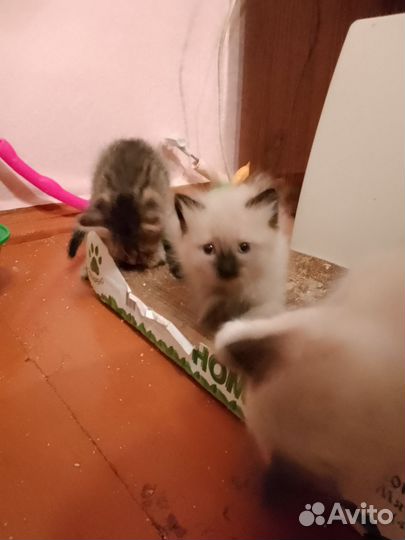 Невская маскарадная