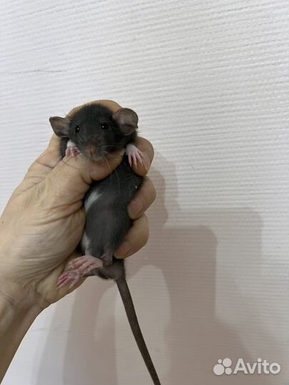 Крысята 1 мес дамбо ручные