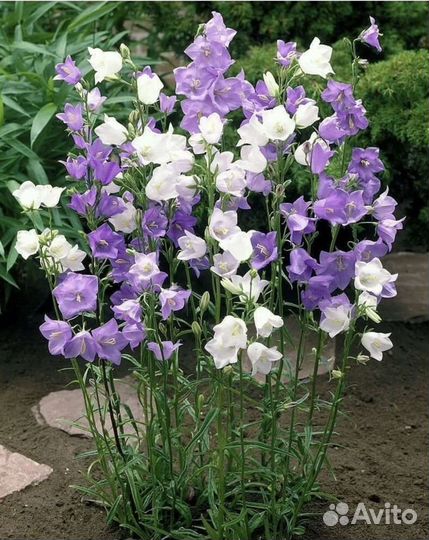 Колокольчики в ассортименте