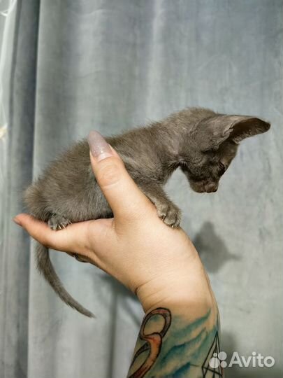 Ориентальные котята