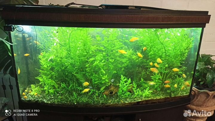 Креветки оранжевая сакура растения