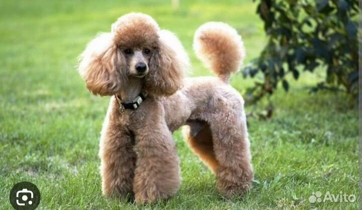 Передержка собак в домашних условиях