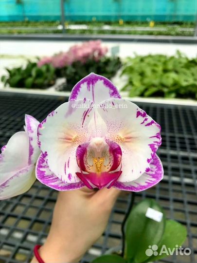 Орхидея бабочка Champion Lightning (peloric)