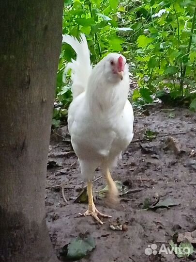 Молодой петушок