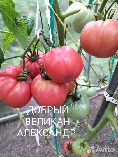 Семена томатов