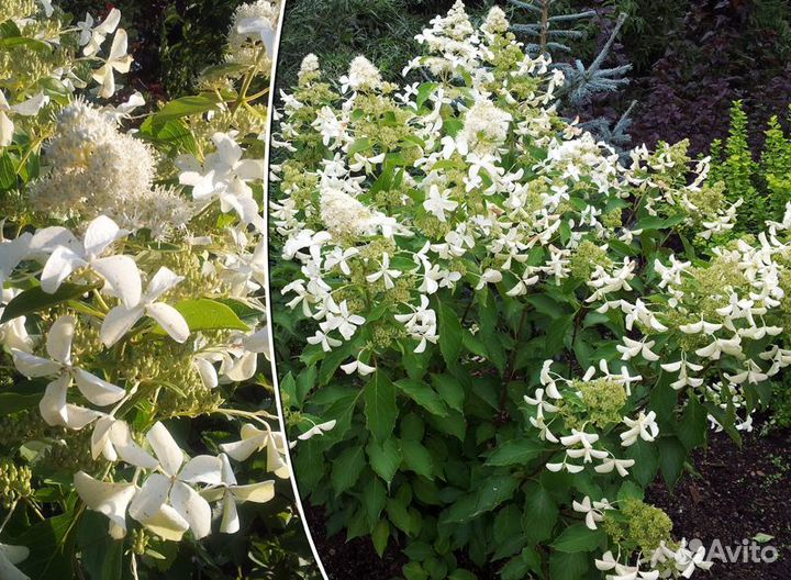 Гортензия левана