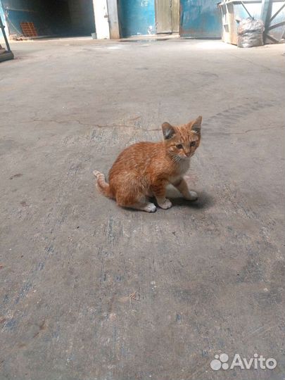 Кошка в дар бесплатно
