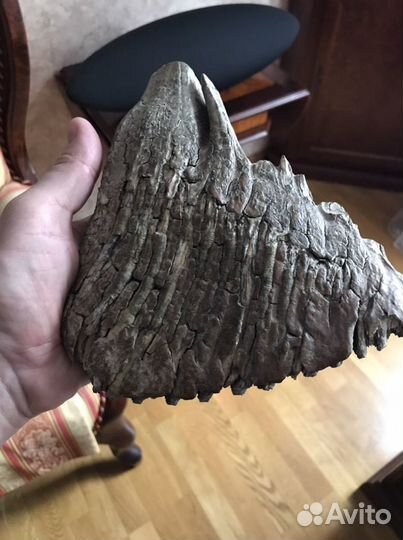 Зуб мамонта