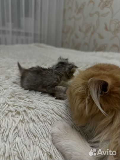 Персидские котята