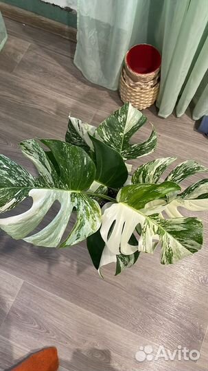 Монстера вариегатная альба черенки