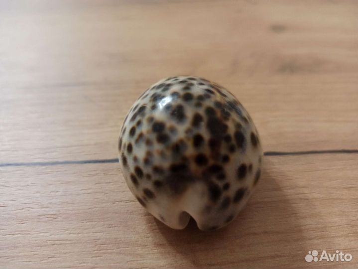 Морская раковина