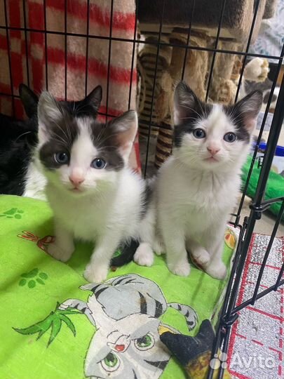 Котята
