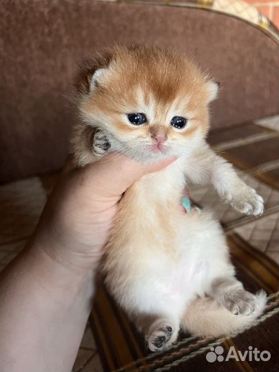 Британская золотая шиншилла