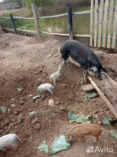 Поросята венгерской мангалицы