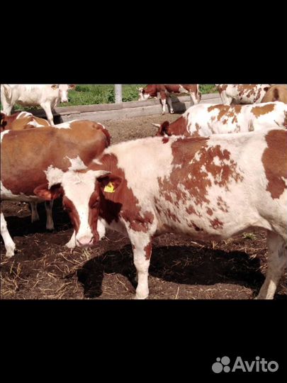 Навоз коровий