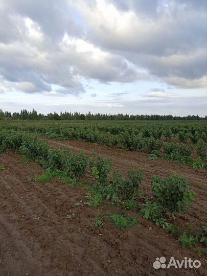 Саженцы черной смородины