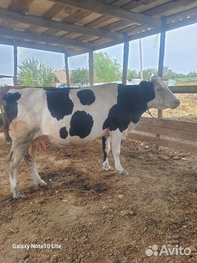 Корова стельная дойная
