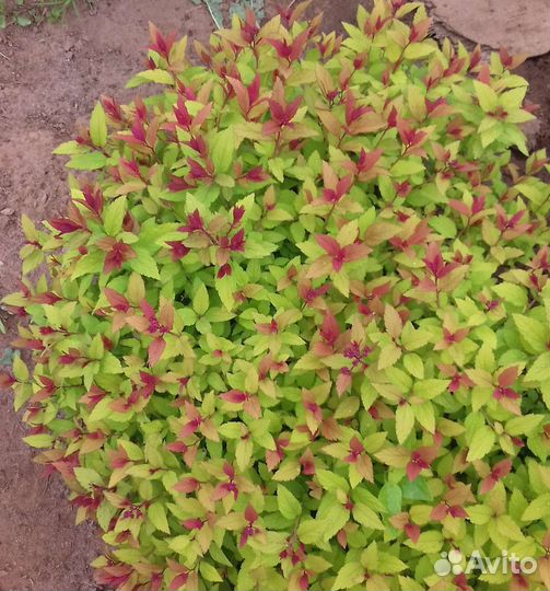 Спирея японская Фаерлайт