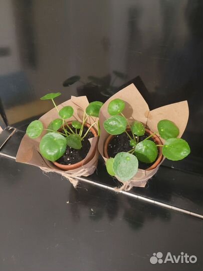 Пилея пеперомиевидная