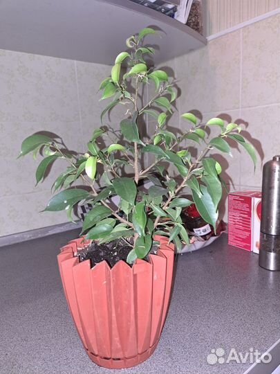 Фикус бенджамина