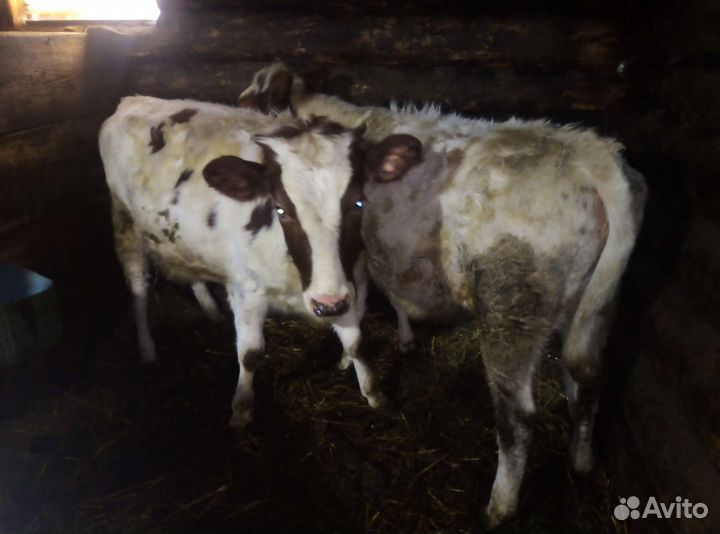 Баранчики, крс, кабанчики