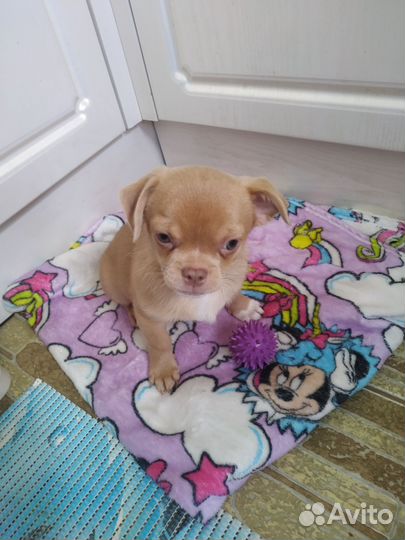 Щенки чихуахуа