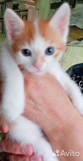 Домашние животные кошки