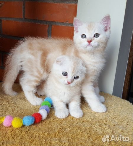 Шотландские крем-брюлешки. Редкий окрас. Питомник