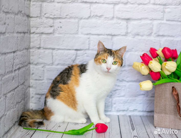 Пупся ищет дом