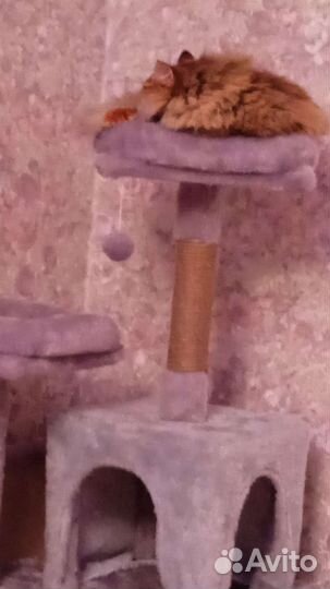 Домик для кошки с когтеточкой