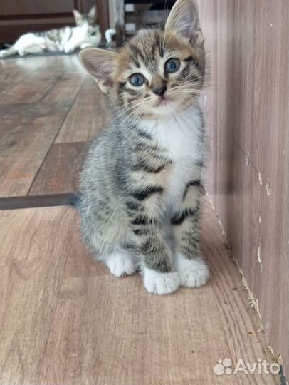 Котята в добрые руки бесплатно