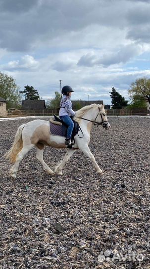 Кобыла и жеребчик кросс тинкер,жеребец пони класс