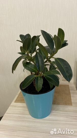 Фикус мелани