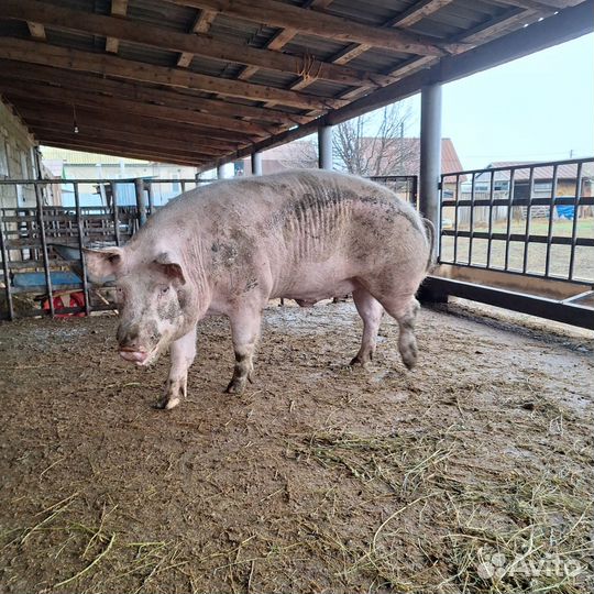 Хряк на племя