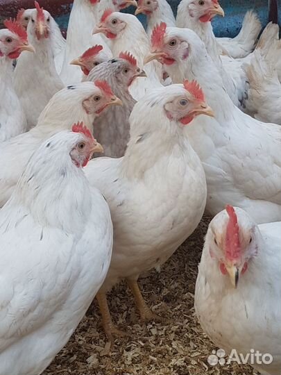 Несушки Коралл 4,5 месяца