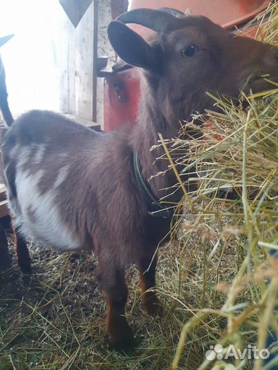 Камерунские козы козочки