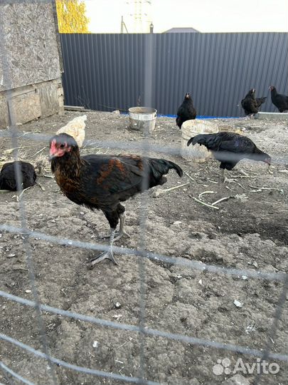 Молодые петушки