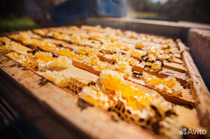 Мёд натуральный из Алтая опт