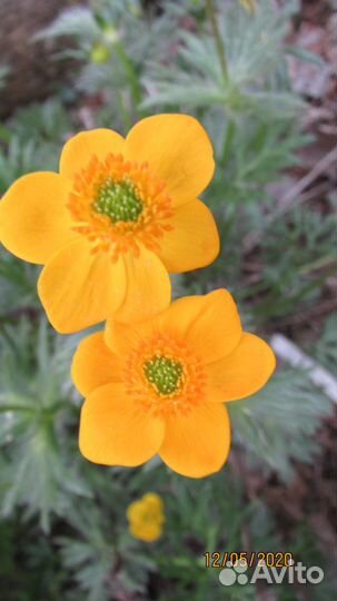 Анемона видная