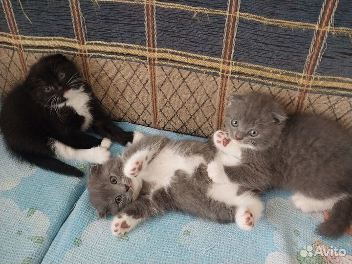 Шотландская вислоухая метисы